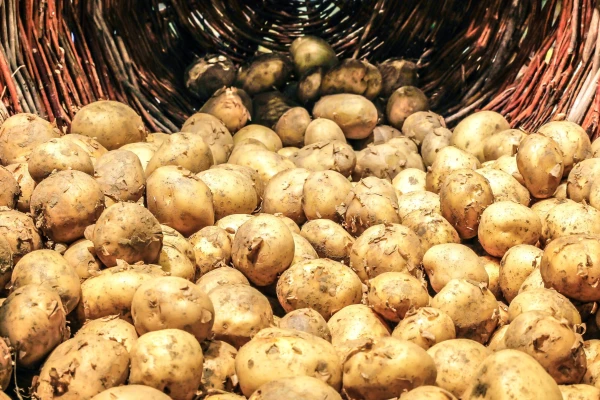 Tarladan Sofraya Yolculuk: Patates Üretimi ve Dondurulmuş Patates Teknolojisi