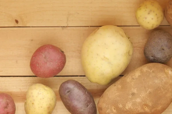 Adım Adım Patates Tohumlaması Nasıl Yapılır? | Patates Ekimi Rehberi