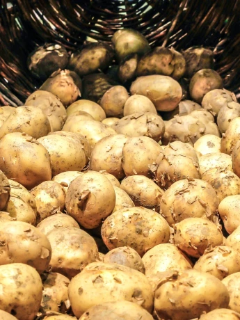 Patates
